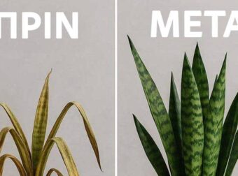 Η γιαγιά μου έμαθε αυτό το κόλπο για να έχω ζωντανά φυτά χωρίς καμία προσπάθεια