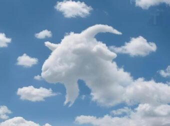 Είδατε πρώτα μια χελώνα ή μια καμήλα; Τι αποκαλύπτει αυτό για το πώς λειτουργεί ο εγκέφαλός σας