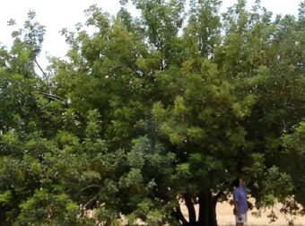 H υπερτροφή που έχει τριπλάσιο ασβέστιο από το γάλα