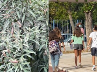 Το «θανάσιμο» φυτό στις σχολικές αυλές – Η επείγουσα εγκύκλιος του ΕΟΔΥ