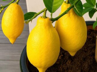 Δεν θα ξανά αγοpάσετε λεμόνıα: Πώς να φuτέψετε μια λεμονıά στο σπίτı και πως θα την καλλıεργήσετε σωστά