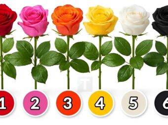 Διάλεξε ένα τριαντάφυλλο και ανακάλυψε τι είδους γυναίκα είσαι