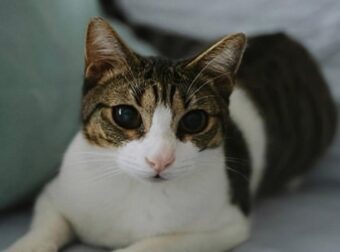 Αδιανόητη κτηνωδία: Σκότωσαν 20 γάτες και άλλες 10 έχουν εξαφανιστεί