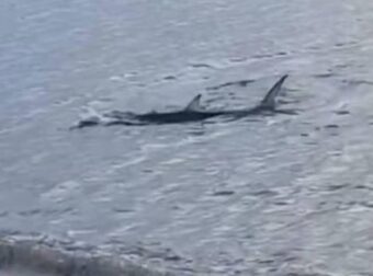 Αναστάτωση στο Καβούρι – Μεγάλο καρχαριοειδές κολυμπούσε κοντά στην ακτή