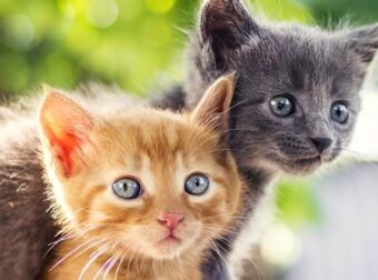 Γάτα και γάλα: Τι ισχύει τελικά και τι να κάνεις αν βρεις μικρό γατάκι