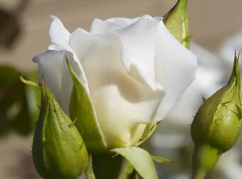 Το αναρριχώμενο φυτό που μεγαλώνει σε χρόνο ρεκόρ και έχει λουλούδια όλο το χρόνο