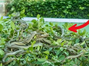 Φυτά που δεν πρέπει να φυτεύονται γύρω από το σπίτι γιατί προσελκύουν φίδια, όλοι πρέπει να τα γνωρίζουν για να τα αποφεύγουν    