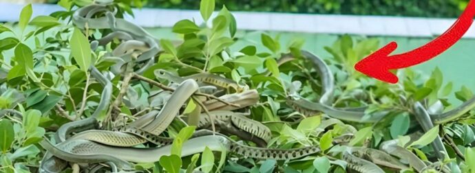 Φυτά που δεν πρέπει να φυτεύονται γύρω από το σπίτι γιατί προσελκύουν φίδια, όλοι πρέπει να τα γνωρίζουν για να τα αποφεύγουν    