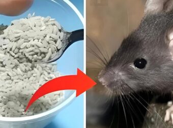 Ένας φυσικός οδηγός για να απομακρύνετε με ασφάλεια τα ποντίκια από το σπίτι σας 