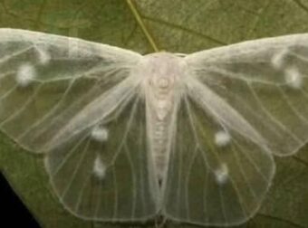 Τι σημαίνει όταν σε επισκέπτεται μια λευκή πεταλούδα; Ο συμβολισμός και οι πεποιθήσεις πίσω από αυτή την περίεργη συνάντηση