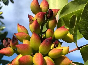 Ο ελληνικός ξηρός καρπός που αδυνατίζει, ρίχνει πίεση, σάκχαρο και χοληστερίνη