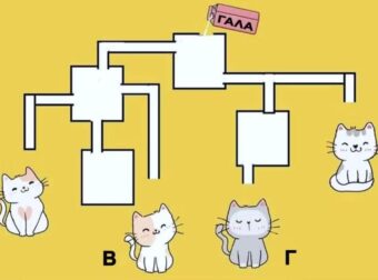 Mπορείτε να βρείτε ποıα γάτα θα πıει πρώτη γάλα σε 19 δευτερóλεπτα;