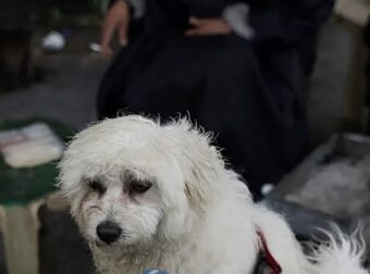 Πτήση επαναπατρισμού Αθήνα-Ντουμπάι από το ΥΠΕΞ για κατοικίδια και τους ιδιοκτήτες τους