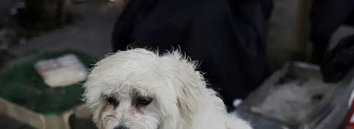 Πτήση επαναπατρισμού Αθήνα-Ντουμπάι από το ΥΠΕΞ για κατοικίδια και τους ιδιοκτήτες τους