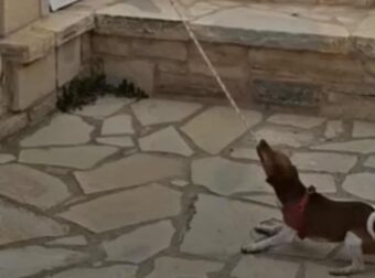 Σκύλος χτυπά καμπάνα εκκλησίας και γίνεται viral