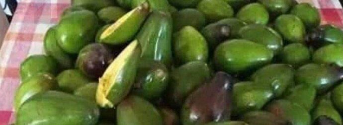 Οι γιατροί αποκαλύπτουν ότι η κατανάλωση αβοκάντο προκαλεί…