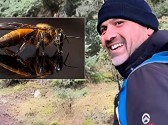 Τι είναι το αλλεργικό σοκ από το οποίο πέθανε ο 46χρονος στο Ναύπλιο: Πότε ένα τσίμπημα γίνεται απειλητικό για τη ζωή