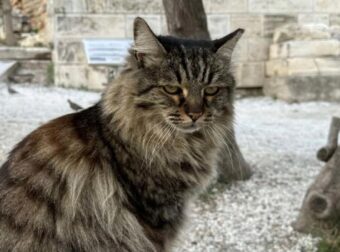 Πέθανε η Λουκία, η πιο δημοφιλής γάτα της Ακρόπολης