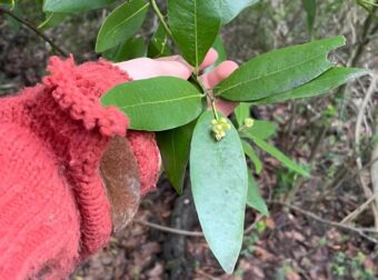 Το «βότανο της χριστιανοσύνης» που αντιμετωπίζει τις πέτρες στα νεφρά και τον διαβήτη και βελτιώνει τη μνήμη