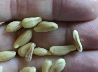 Όταν στύβετε λεμόνια, μην κάνετε το λάθος να πετάξετε τα κουκούτσια: Αξίζουν το βάρος τους σε χρuσάφı όταν χρησιμοποιούνται με αuτόν τον τρόπο