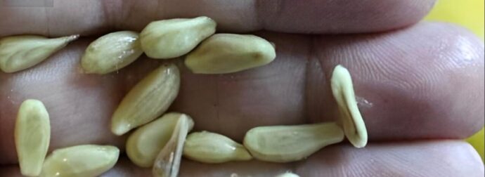 Όταν στύβετε λεμόνια, μην κάνετε το λάθος να πετάξετε τα κουκούτσια: Αξίζουν το βάρος τους σε χρuσάφı όταν χρησιμοποιούνται με αuτόν τον τρόπο