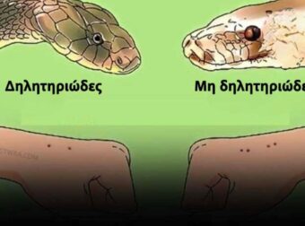 Τι πρέπει να κάνετε πρώτο εάν σας δαγκώσει φίδι