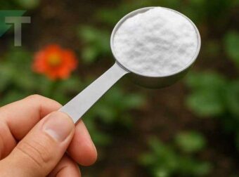 Βάλτε μαγειρική σόδα στον κήπο σας. Δείτε γιατί. Αuτό είναι κάτι που οι κηπουροί δεν θα σας πουν ποτέ