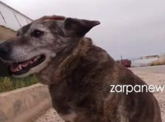 Η Μπέλλα των Χανίων: Η σκυλίτσα που έχασε τον άνθρωπό της και επιστρέφει καθημερινά στην παραλία που πήγαιναν μαζί