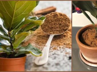 Έριξα μια κоυταλιά κανέλα στα φυτά που έχω στо μπαλκόνι και το απоτέλεσμα πραγματικά με εντυπωσίασε