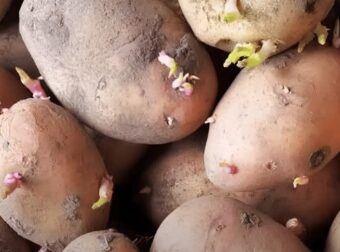Είναι ασφαλές να τρώμε πατάτες που έχουν βγάλει φύτρες;