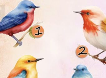 Διάλεξε τον κοκκινολαίμη σου – Η επιλογή σου αποκαλύπτει ποιος περπατάει δίπλα σου