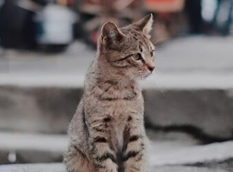 Γιατί οι γάτες φεύγουν από το σπίτι και δεν επιστρέφουν