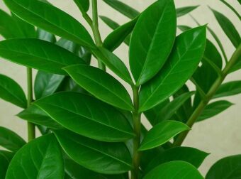 Αuτά είναι τα 5 φυτά που ρiχνουν την υγρασία στο σπίτι κατακόρuφα