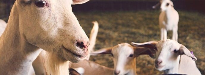 Αμπελόκηποι: Έκαναν παράνομη εκτροφή κοτόπουλων, κατσικιών και εριφίων σε ταράτσα 16οροφου κτιρίου