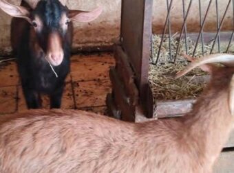 Αυτή είναι η παράνομη στάνη με κατσίκες και κοτόπουλα στον 16ο όροφο του Πύργου Αθηνών στους Αμπελόκηπους