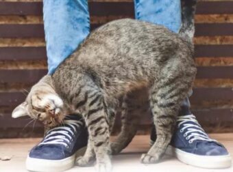 Behavior: My cat is rubbing and scratching against me… What does it mean?