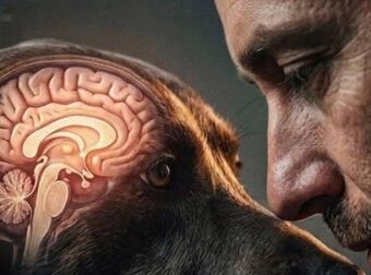 Γιατί το κατοικίδιό σου «κλέβει» τη θέση σου