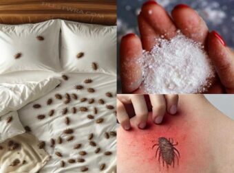 Πώς να αφαιρέσετε τα ακάρεα της σκόνης  και τους κοριούς από το στρώμα σας με φυσικό τρόπο