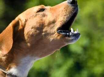 Τι σημαίνει όταν τα σκυλιά γαβγίζουν όλα μαζί την ίδια ώρα την νύχτα;  