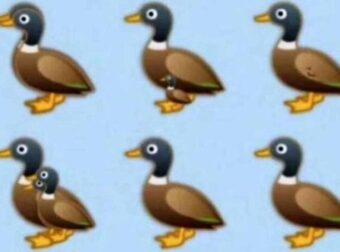 Βρείτε όλες τις πάπιες της εικόνας: Το τεστ παρατηρητικóτητας που ελάχιστοι απαντοúν σωστά