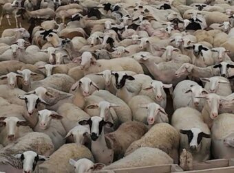 Σε απόγνωση οι κτηνοτρόφοι στη Λέσβο – Έμειναν άσφαχτα εξαιτίας του αφθώδους πυρετού 70.000 αρνιά και κατσίκια