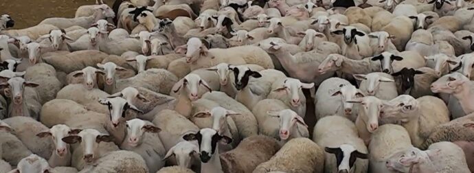 Σε απόγνωση οι κτηνοτρόφοι στη Λέσβο – Έμειναν άσφαχτα εξαιτίας του αφθώδους πυρετού 70.000 αρνιά και κατσίκια