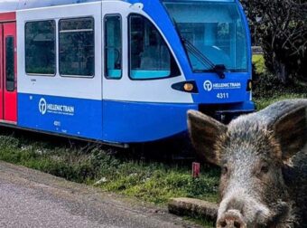 Αμαξοστοιχία της Hellenic Train συγκρούστηκε με… αγριογούρουνο – Ταλαιπωρία για 22 επιβάτες