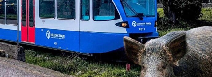 Αμαξοστοιχία της Hellenic Train συγκρούστηκε με… αγριογούρουνο – Ταλαιπωρία για 22 επιβάτες