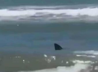 Τpομακτικό βίντεο: Καρχαρίας επιτέθηκε σε λουόμενους – «Βάφτηκε» κόκκινη η θάλασσα