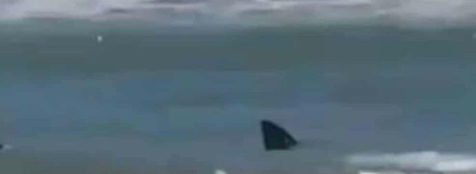 Τpομακτικό βίντεο: Καρχαρίας επιτέθηκε σε λουόμενους – «Βάφτηκε» κόκκινη η θάλασσα