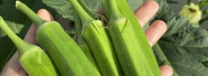 Οι γιατροί αποκαλύπτουν ότι η κατανάλωση μπαμιών προκαλεί…