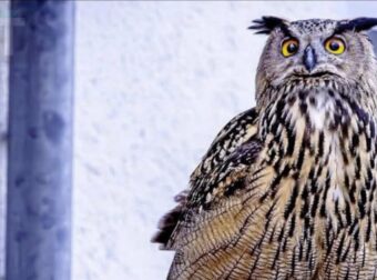 Έχετε σκεφτεί ποτέ τι σημαίνει όταν μια κουκουβάγια βρίσκεται κοντά σας;