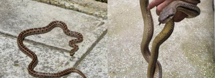 Παίρνει μόνο 1 λεπτό και σώζει ζωές: Τι κάνουμε αν δούμε φίδι στο σπίτι ή στην αυλή μας και τι αν μας δαγκώσει