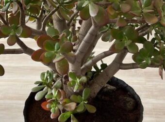 Πολλοί άνθρωποι καλλιεργούν το λεφτόδεντρο στο σπίτι ή τον κήπο τους, αλλά να τι λίγοι γνωρίζουν για αυτό το φυτό.